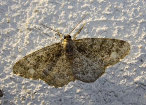 Parectropis similaria